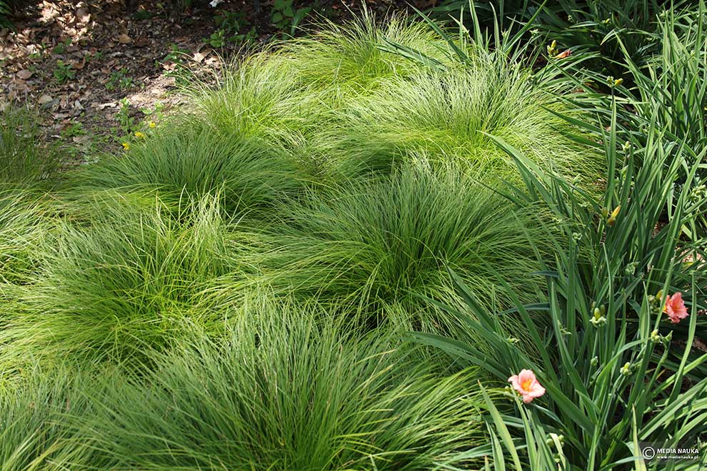 turzyca cienista (Carex umbrosa)