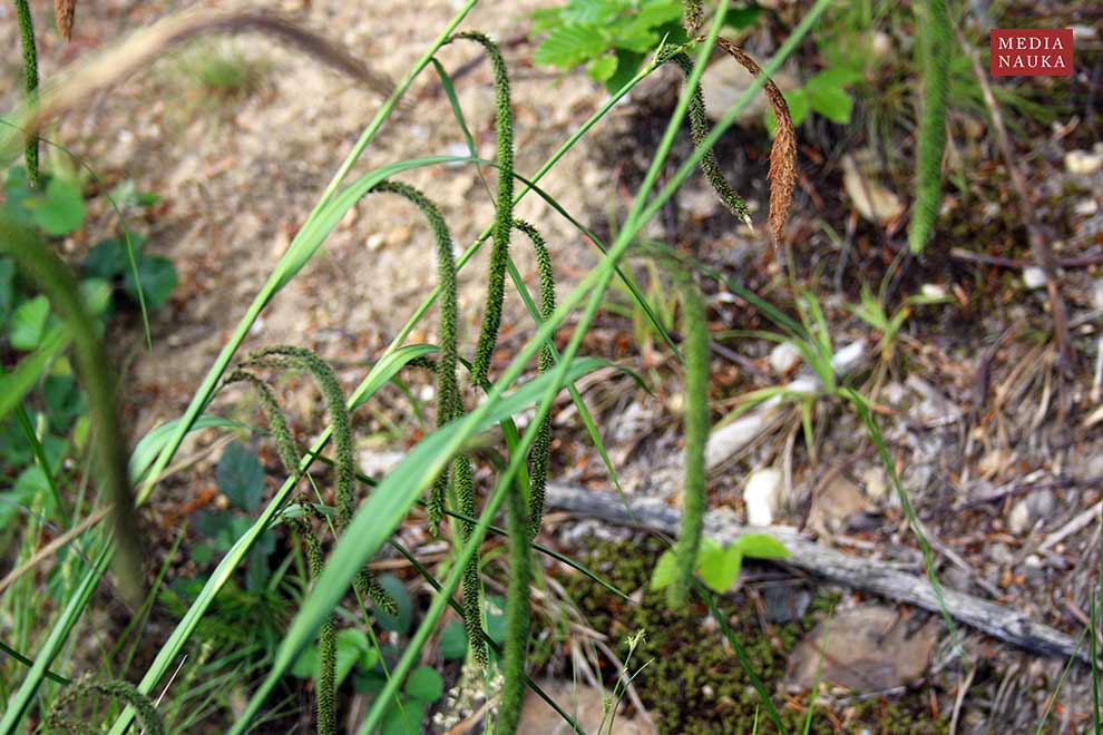 turzyca zwisła (Carex pendula)