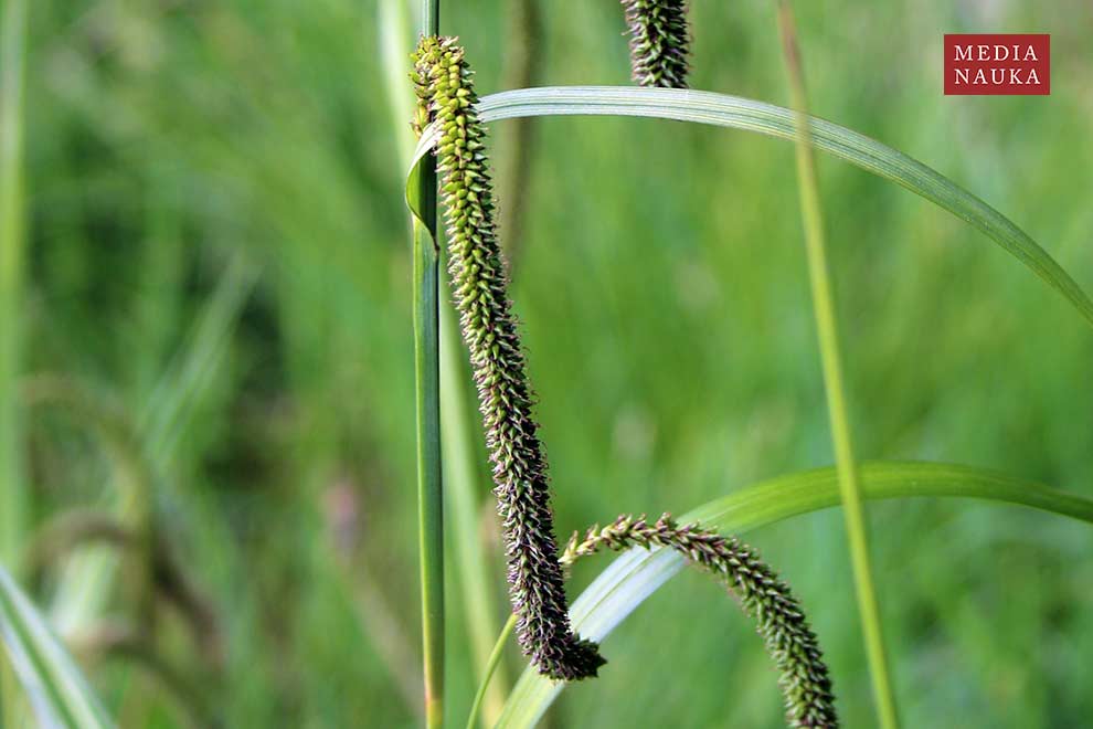 turzyca zwisła (Carex pendula)