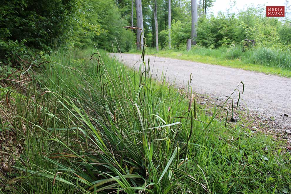 turzyca zwisła (Carex pendula)