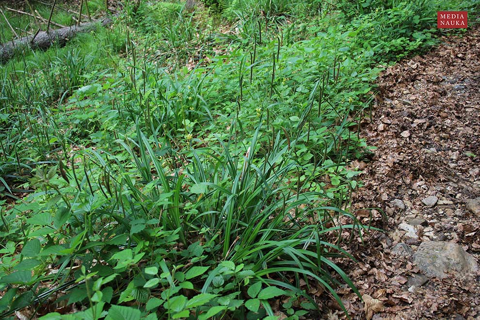 turzyca zwisła (Carex pendula)