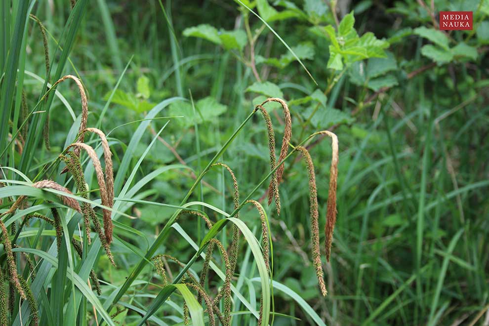 turzyca zwisła (Carex pendula)