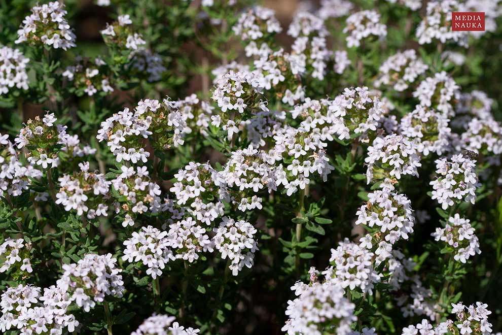 macierzanka tymianek, tymianek (Thymus vulgaris)
