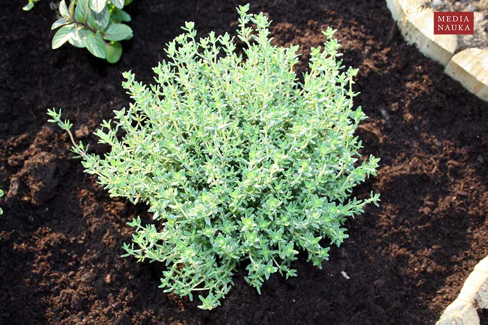 macierzanka tymianek, tymianek (Thymus vulgaris)