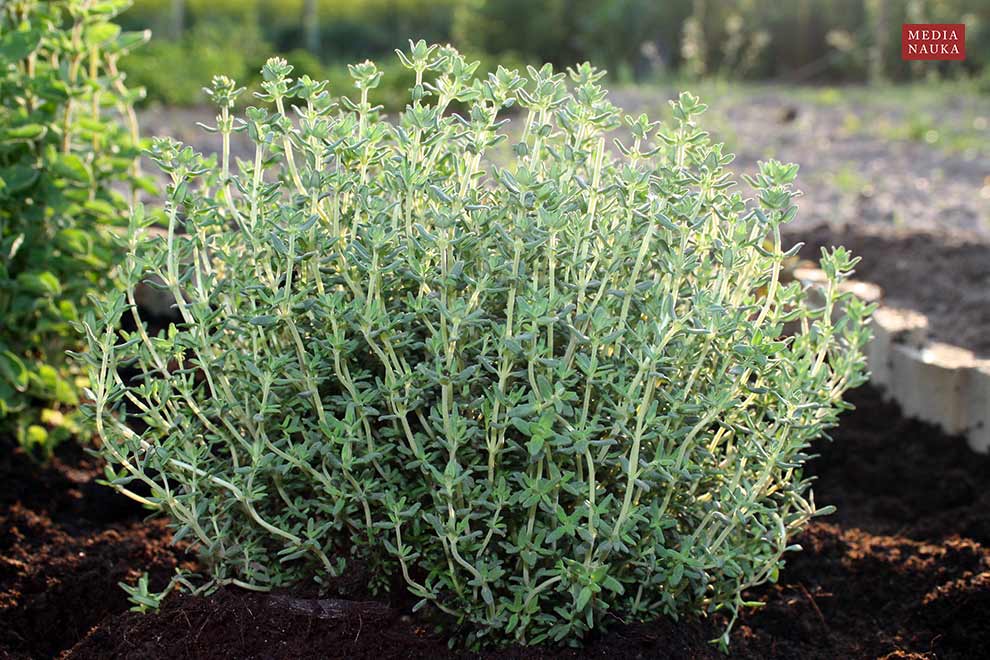 macierzanka tymianek, tymianek (Thymus vulgaris)