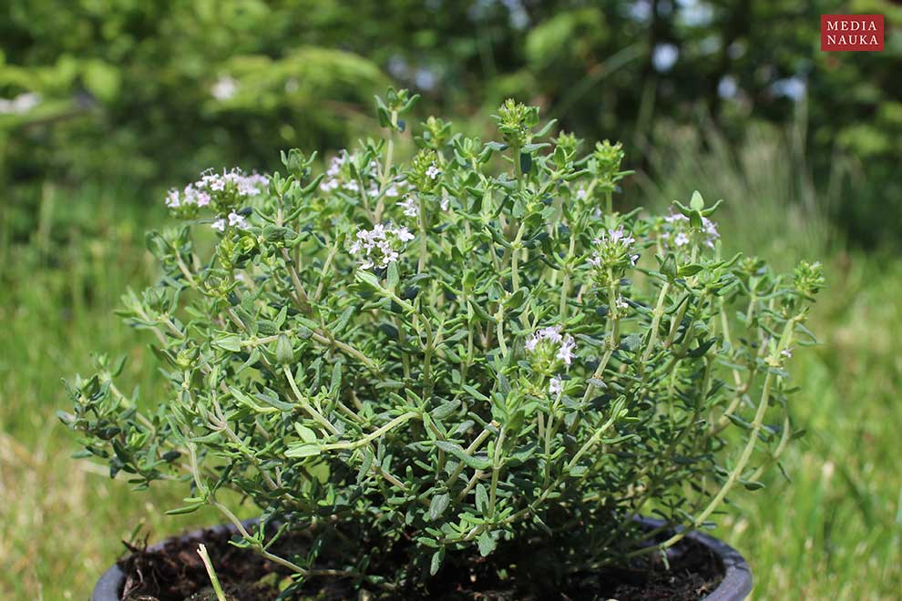 macierzanka tymianek, tymianek (Thymus vulgaris)