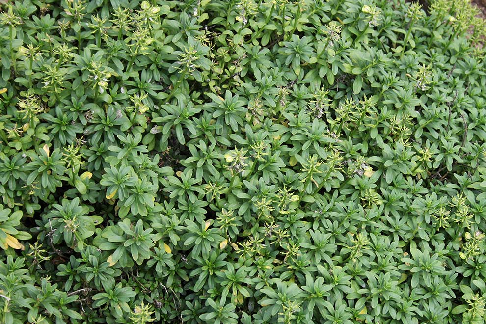 ubiorek wiecznie zielony (Iberis sempervirens)