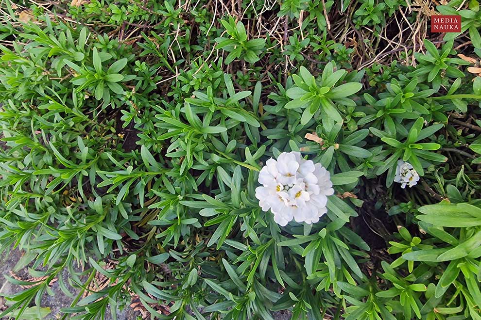 ubiorek wiecznie zielony (Iberis sempervirens)