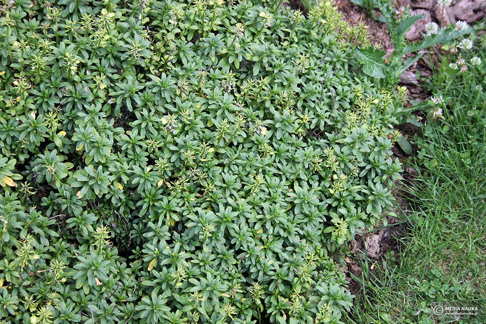ubiorek wiecznie zielony (Iberis sempervirens)
