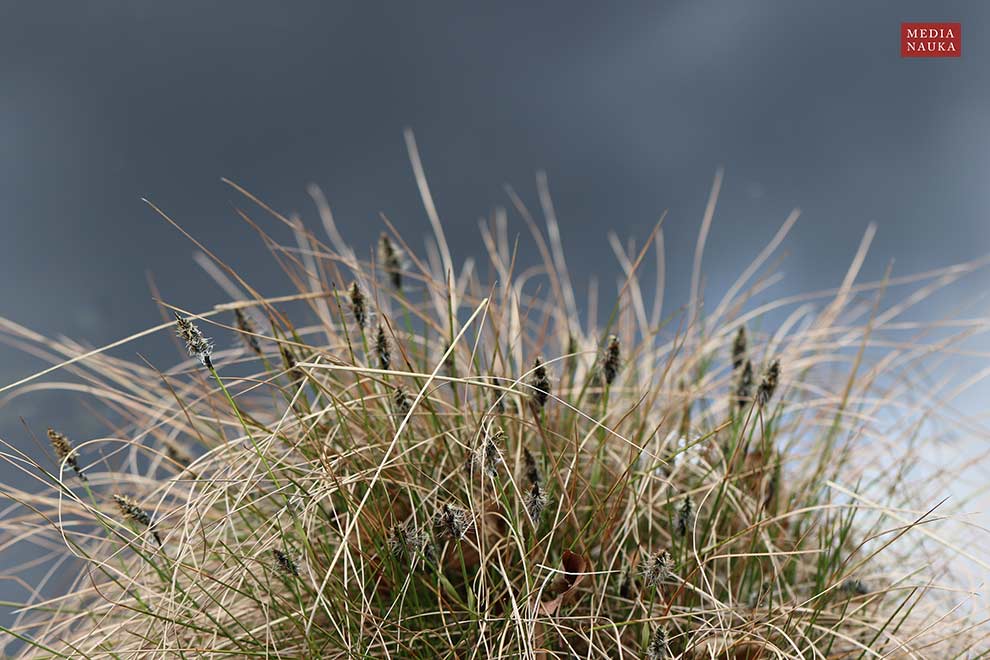 wełnianka pochwowata, pujki (Eriophorum vaginatum)