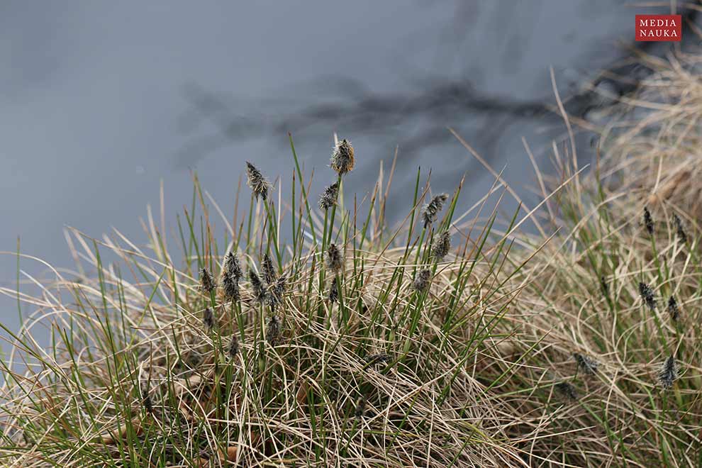 wełnianka pochwowata, pujki (Eriophorum vaginatum)