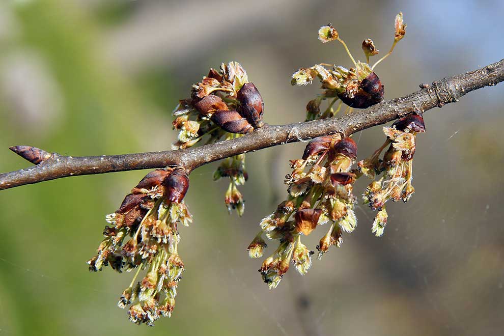 wiąz polny (Ulmus minor)