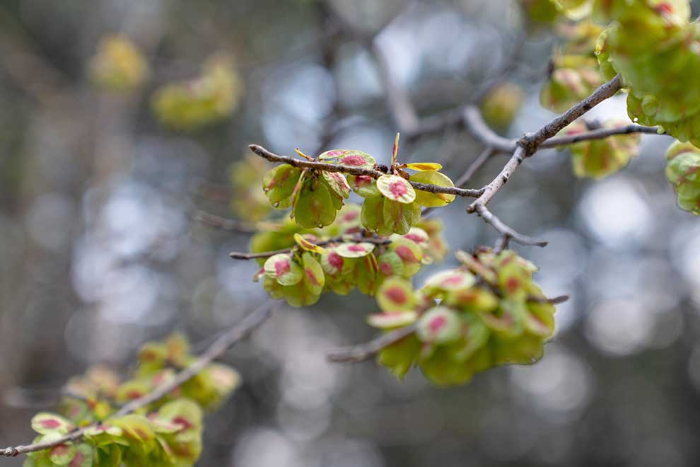 wiąz polny (Ulmus minor)