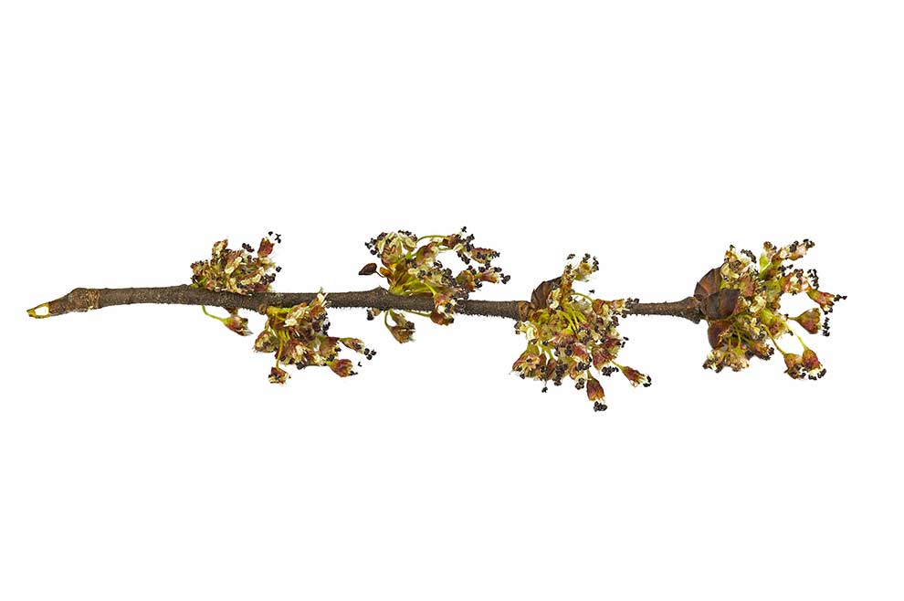 wiąz szypułkowy, limak (Ulmus laevis)