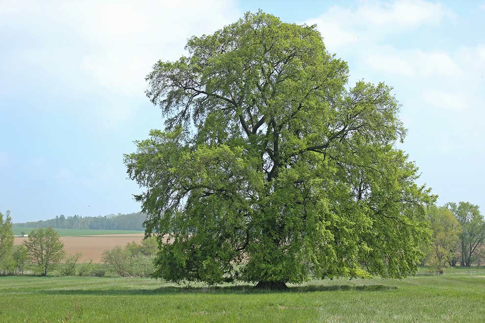 wiąz szypułkowy, limak (Ulmus laevis)