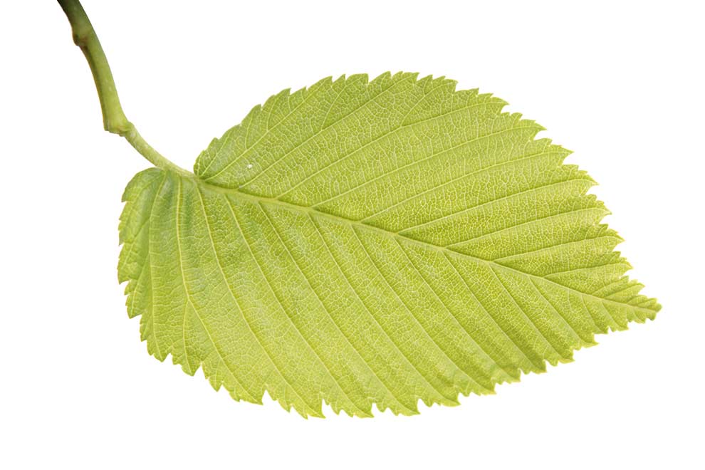 wiąz szypułkowy, limak (Ulmus laevis)
