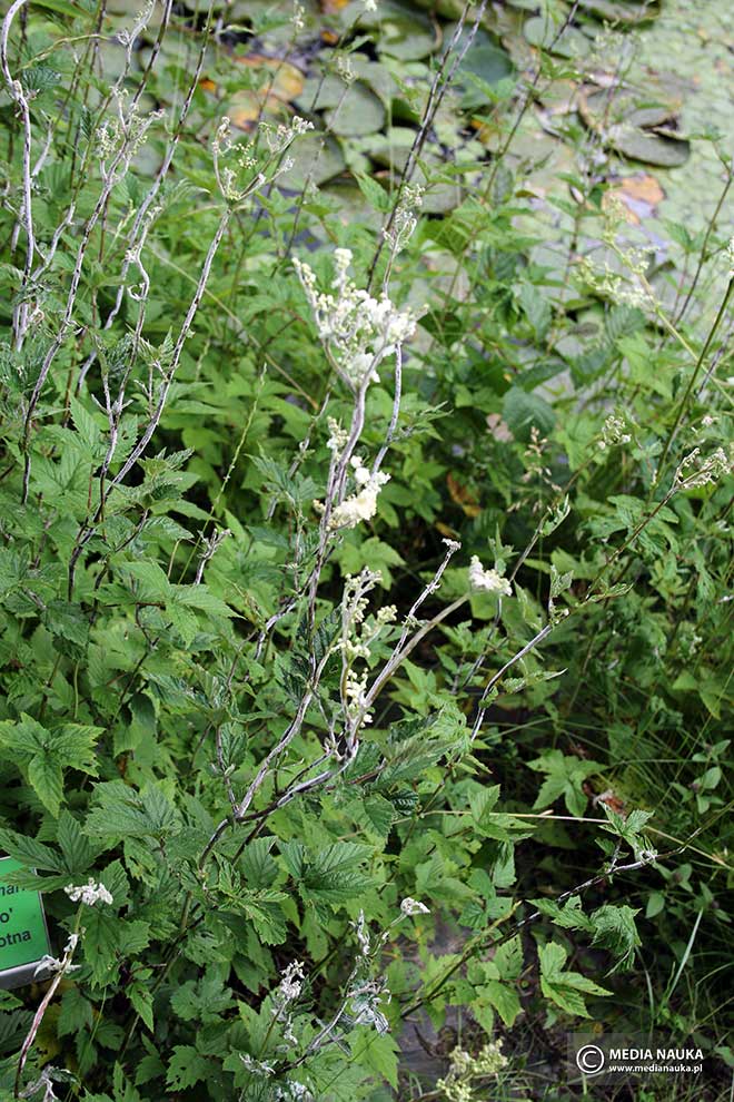 wiązówka błotna (Filipendula ulmaria)