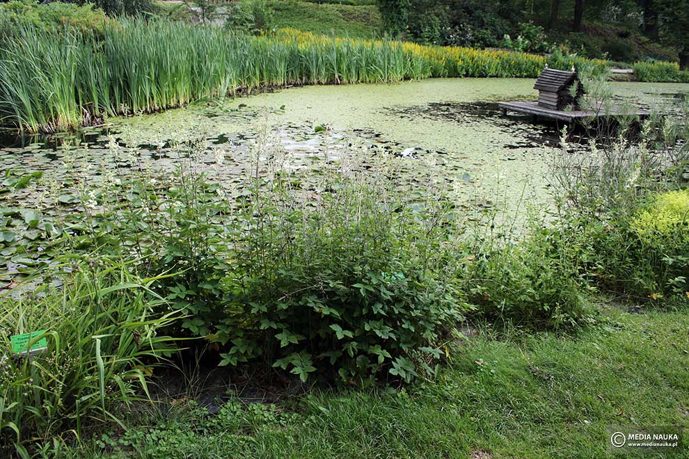 wiązówka błotna (Filipendula ulmaria)