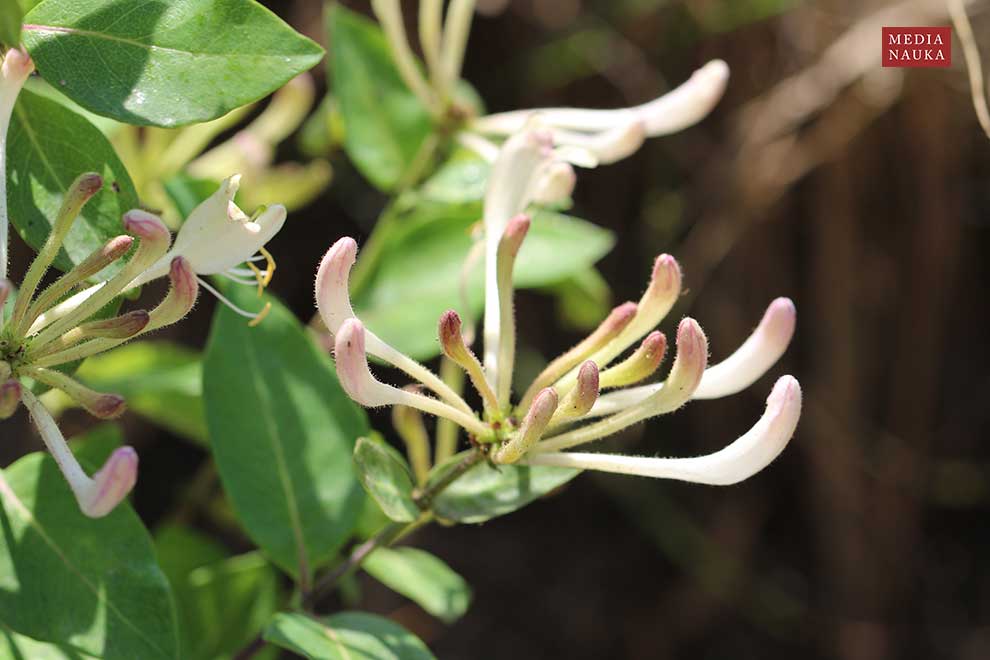 wiciokrzew japoński (Lonicera japonica)