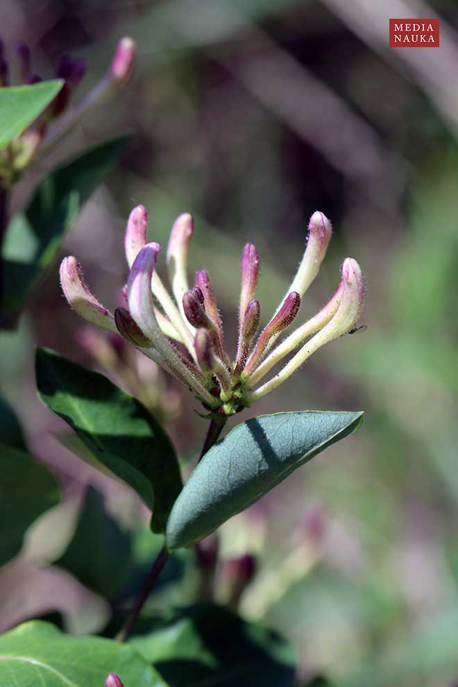 wiciokrzew japoński (Lonicera japonica)