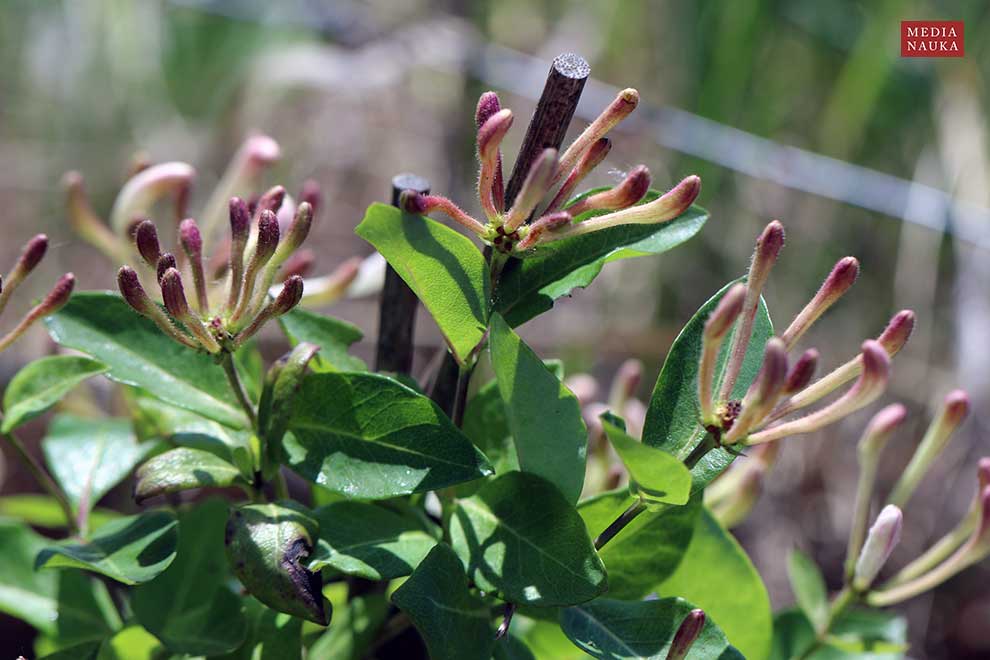 wiciokrzew japoński (Lonicera japonica)