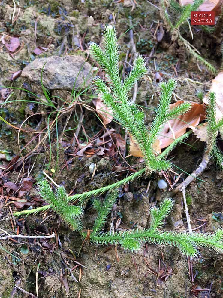widłak goździsty, babimór (Lycopodium clavatum)