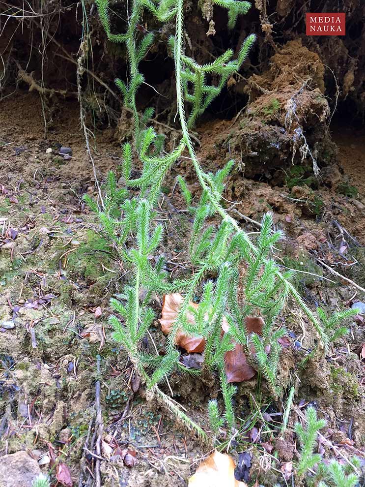 widłak goździsty, babimór (Lycopodium clavatum)