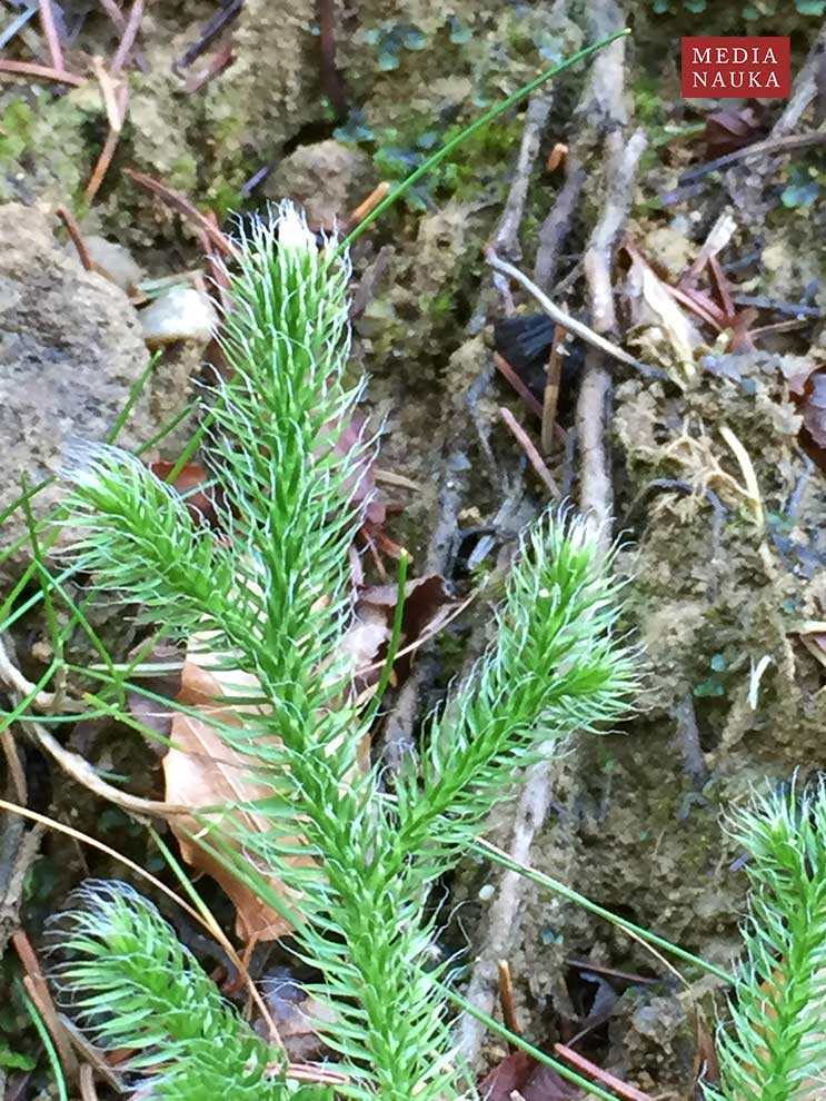 widłak goździsty, babimór (Lycopodium clavatum)