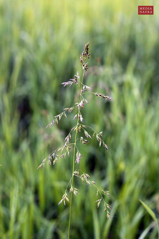wiechlina zwyczajna (Poa trivialis)