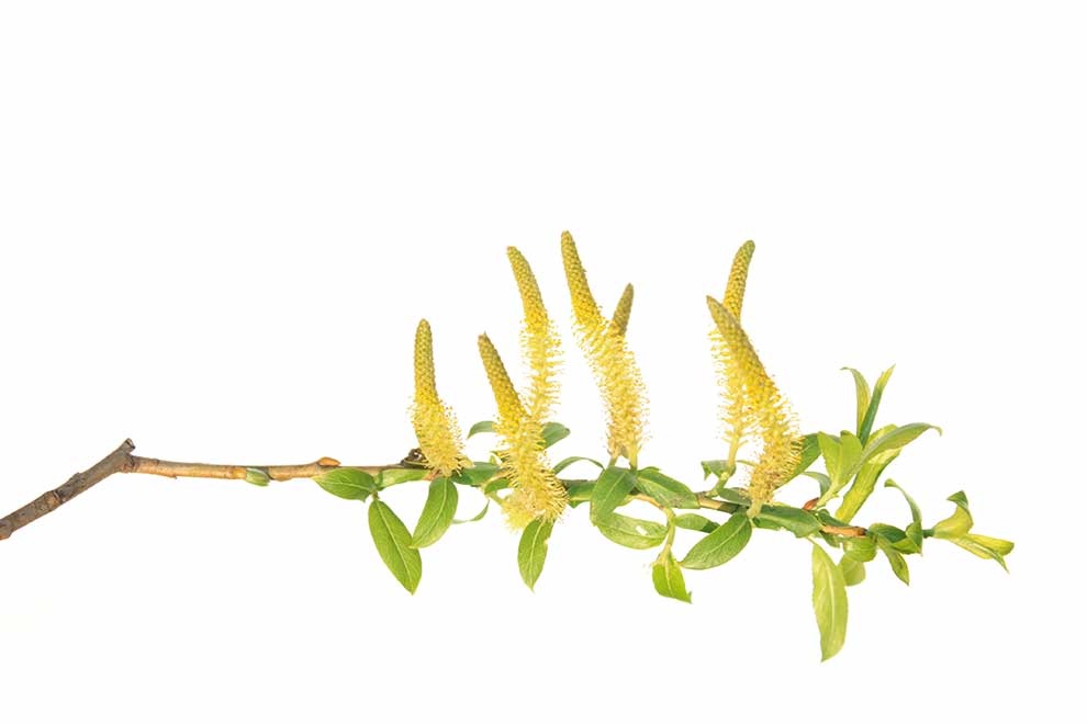 wierzba biała (Salix alba)