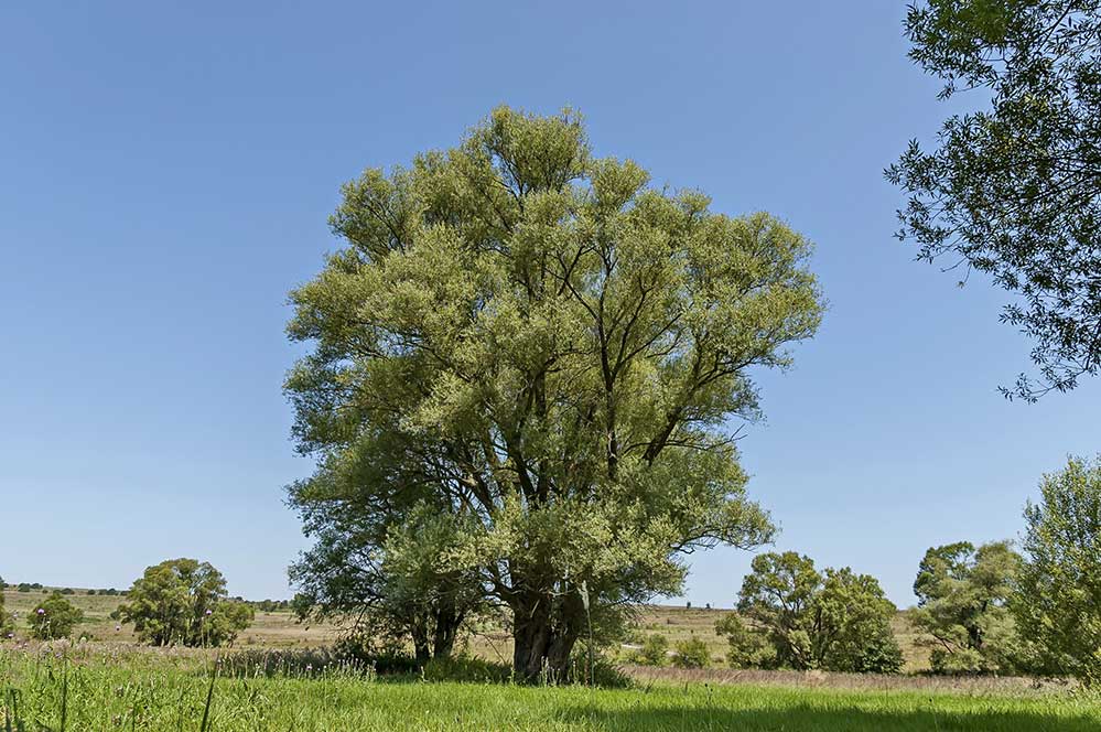 wierzba biała (Salix alba)