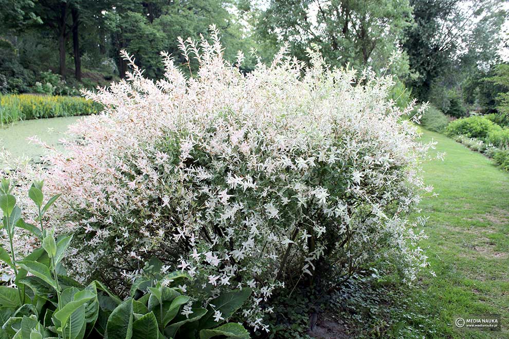 wierzba całolistna (Salix integra)