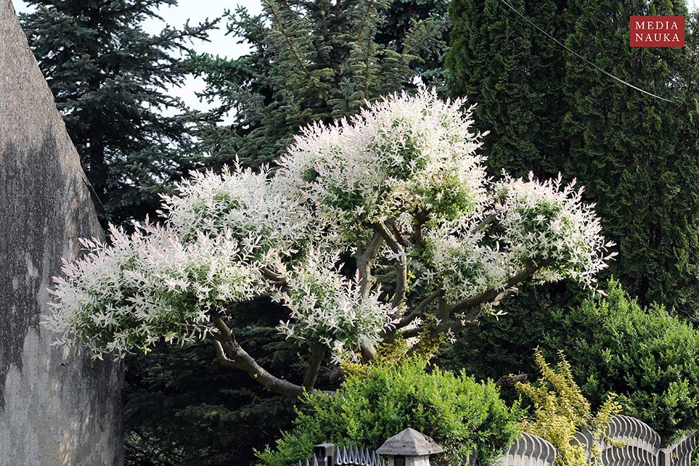 wierzba całolistna (Salix integra)