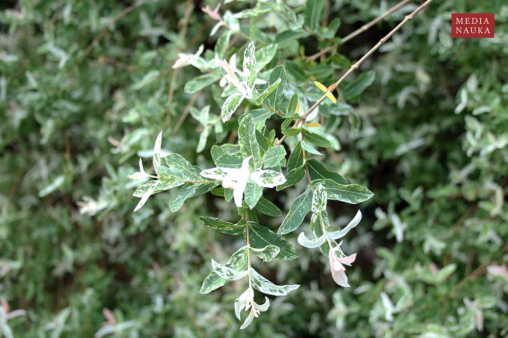 wierzba całolistna (Salix integra)