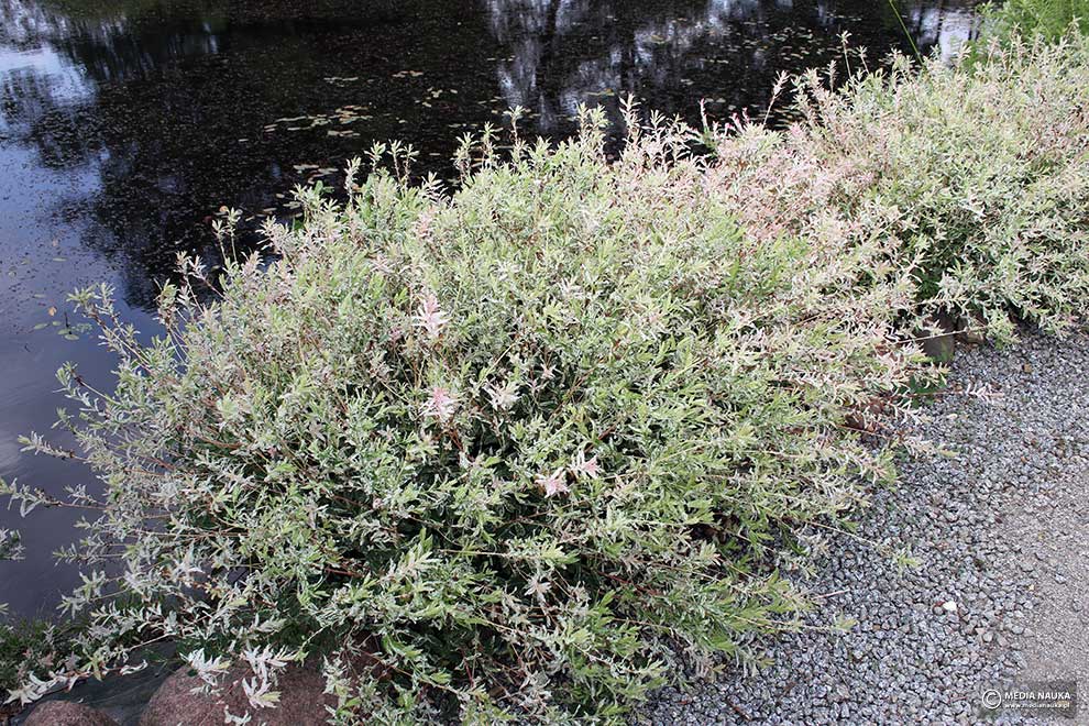wierzba całolistna (Salix integra)