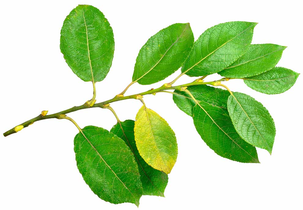 wierzba iwa (Salix caprea)