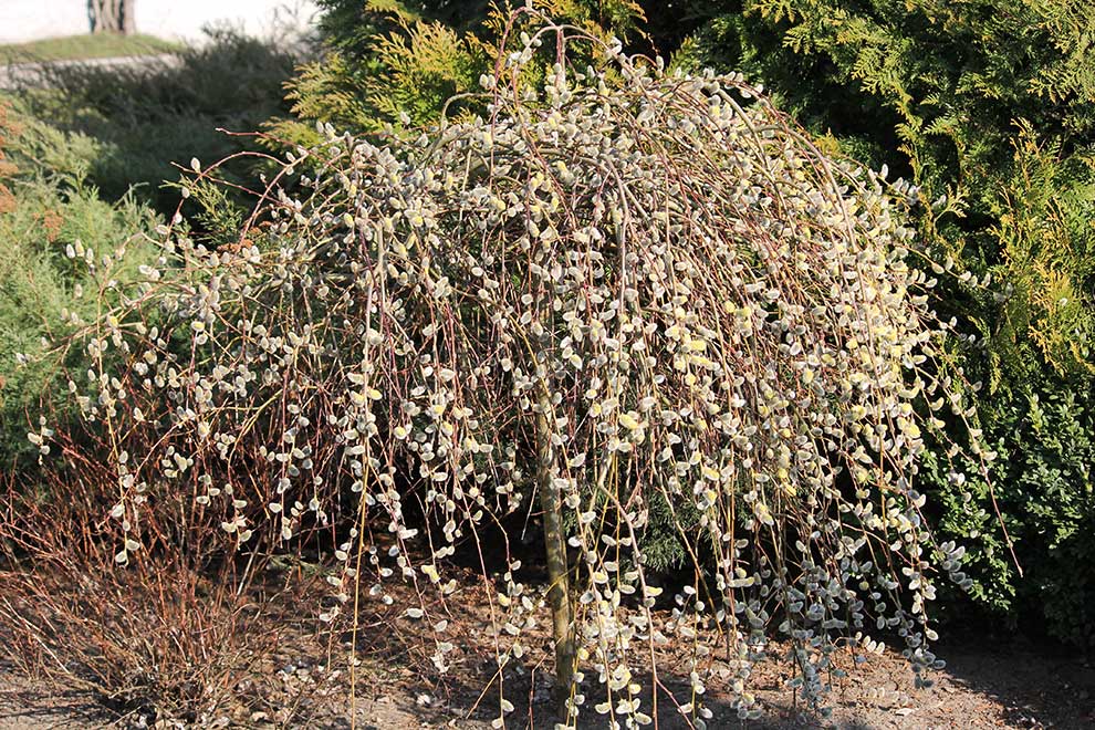 wierzba iwa (Salix caprea)