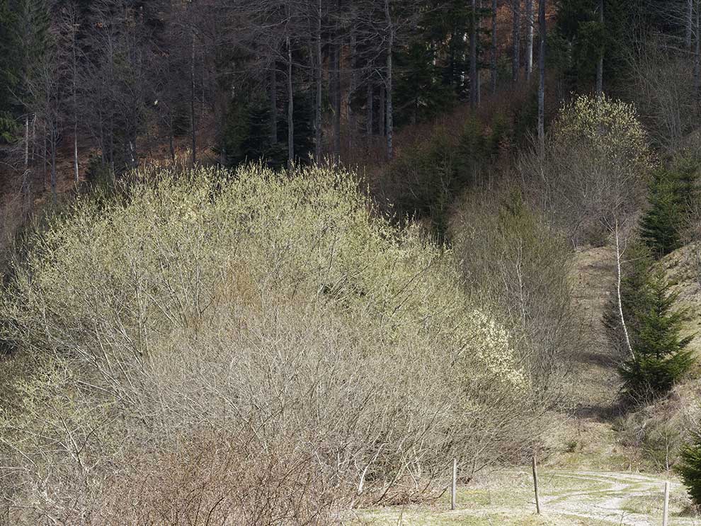 wierzba iwa (Salix caprea)