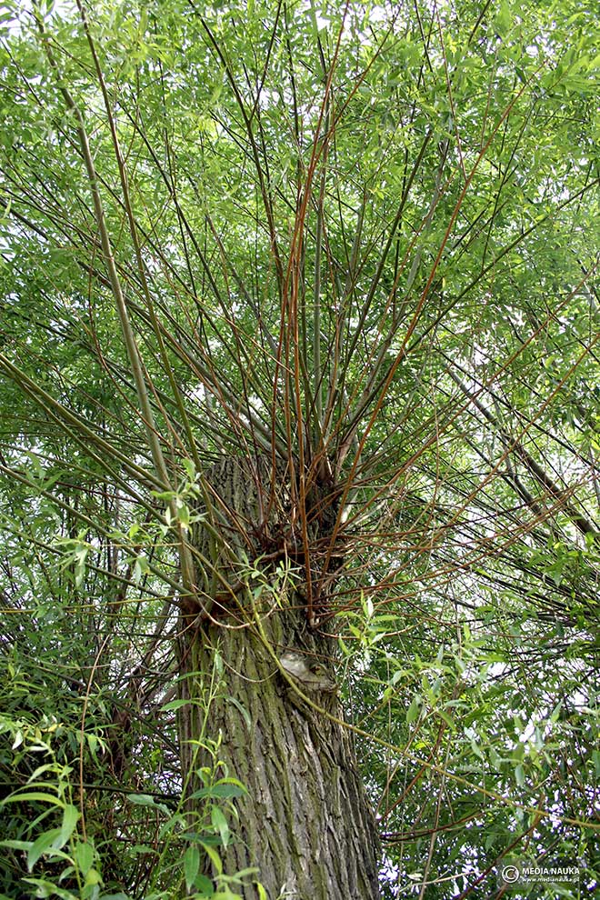 wierzba krucha (Salix fragilis)