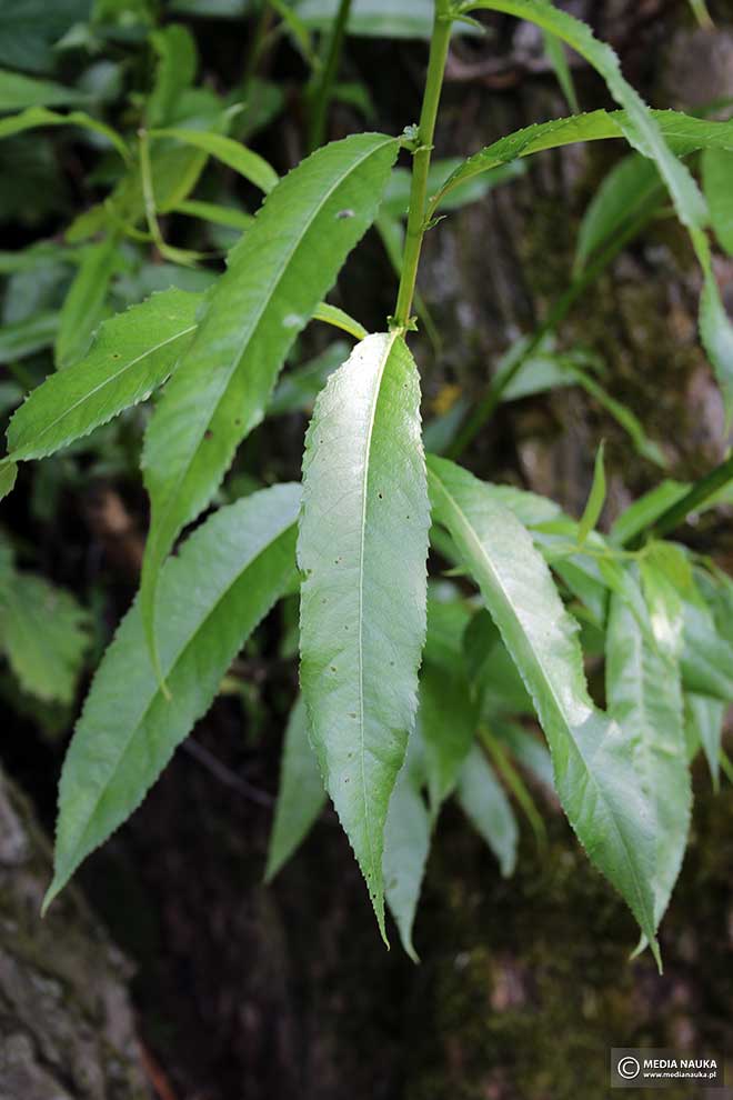 wierzba krucha (Salix fragilis)