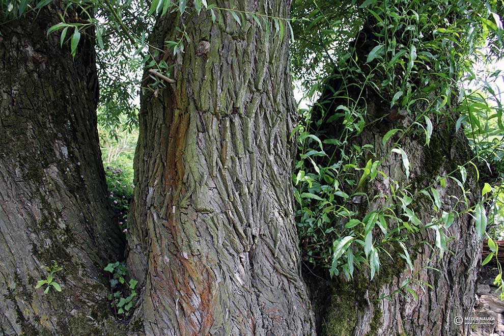 wierzba krucha (Salix fragilis)