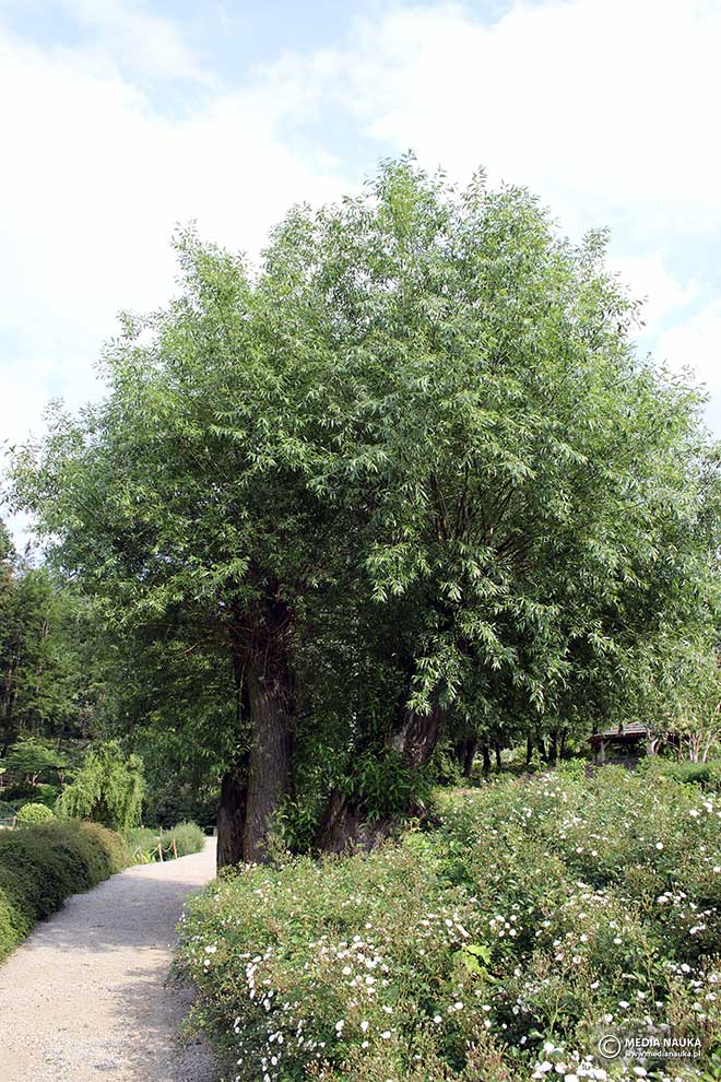 wierzba krucha (Salix fragilis)