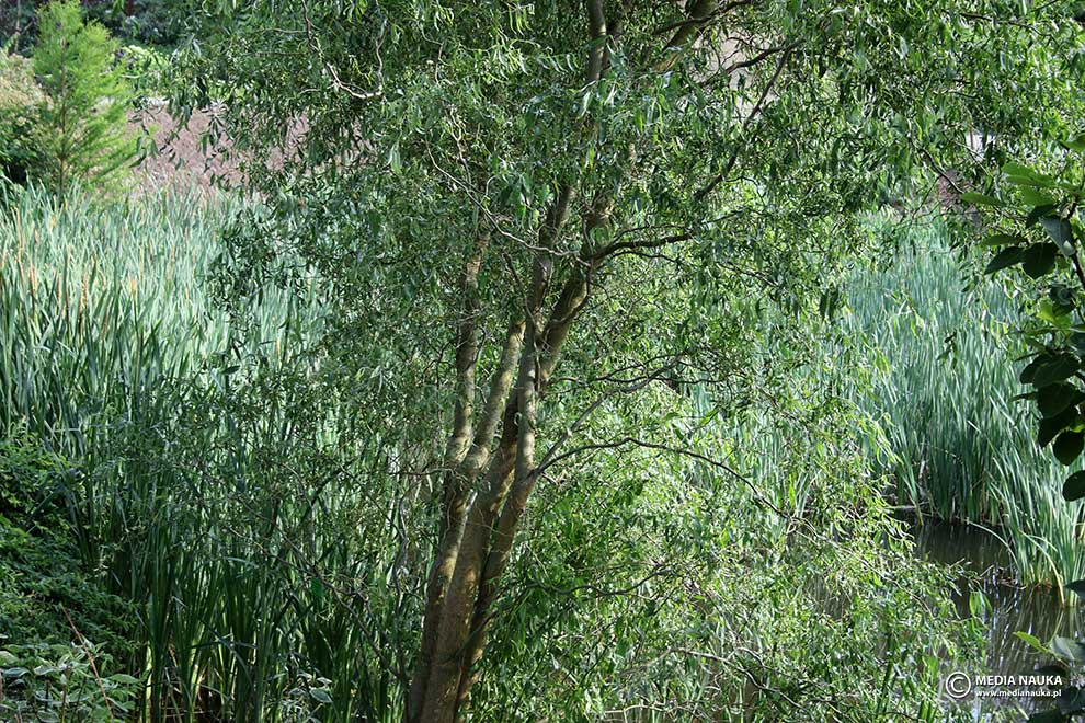 wierzba mandżurska (Salix Erythroflexuosa)
