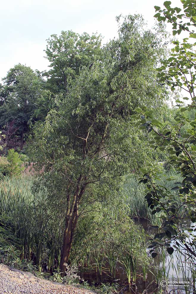 wierzba mandżurska (Salix Erythroflexuosa)