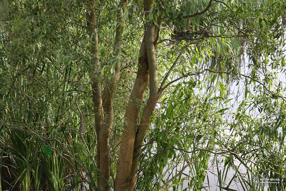 wierzba mandżurska (Salix Erythroflexuosa)