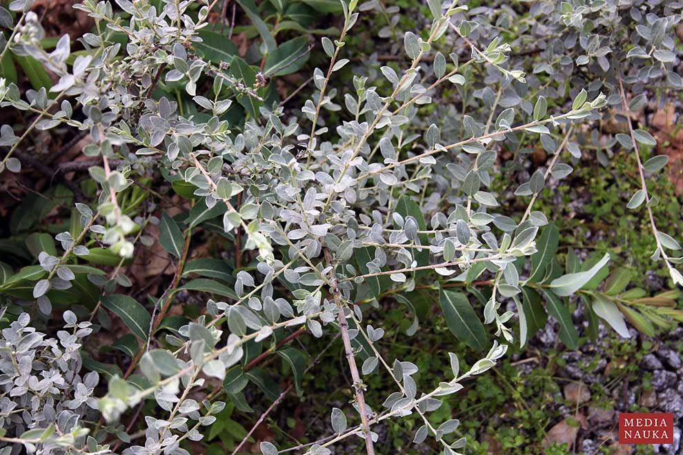 wierzba płożąca, wierzba piaskowa (Salix repens)