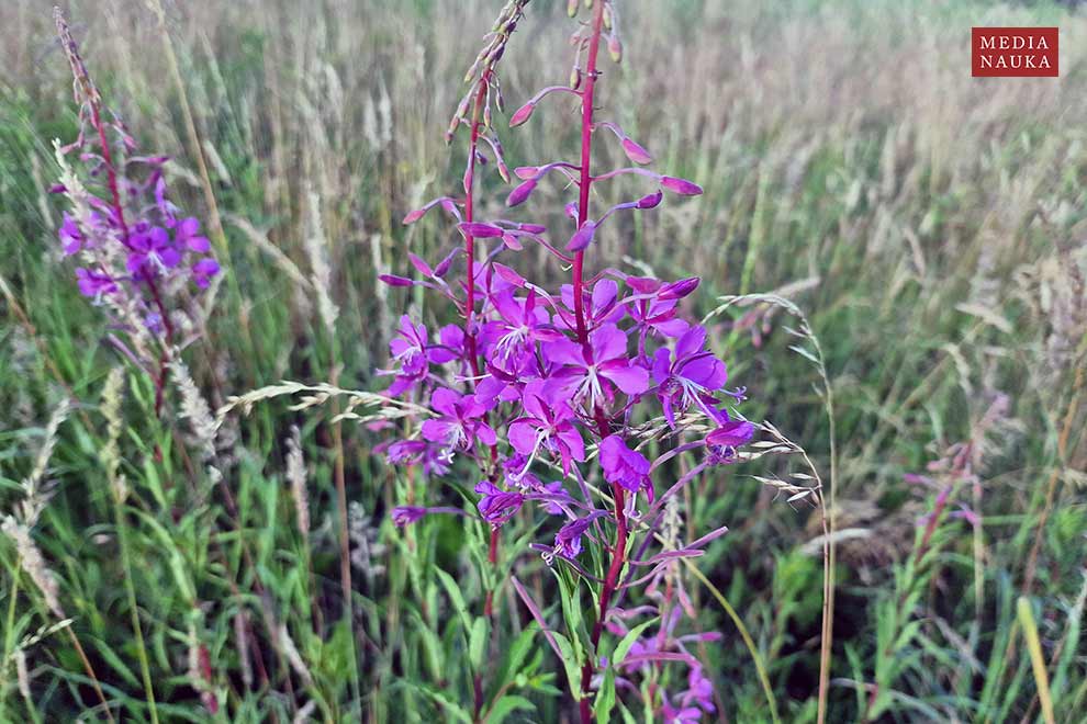 wierzbówka kiprzyca, wierzbownica kiprzyca (Epilobium angustifolium)