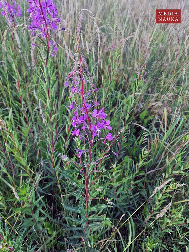 wierzbówka kiprzyca, wierzbownica kiprzyca (Epilobium angustifolium)