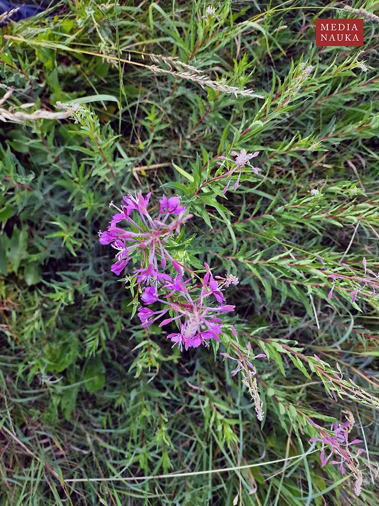 wierzbówka kiprzyca, wierzbownica kiprzyca (Epilobium angustifolium)