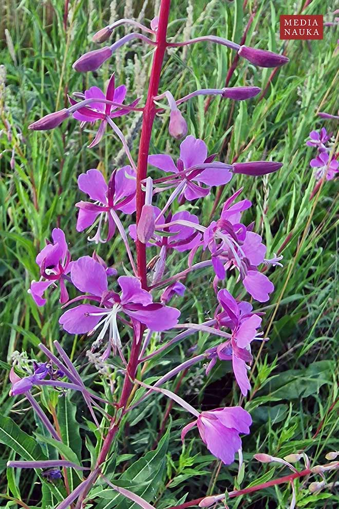 wierzbówka kiprzyca, wierzbownica kiprzyca (Epilobium angustifolium)